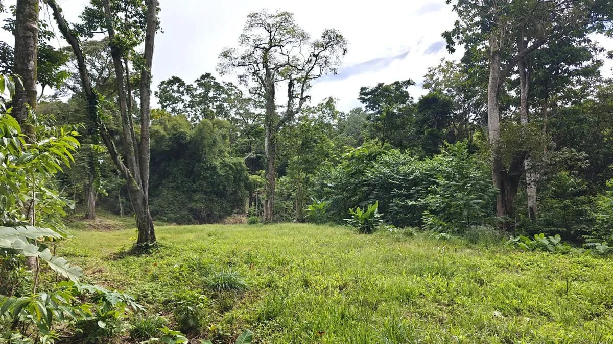 ID 345: 6,763m² Ocean View Development Land for Sale in Puerto Viejo - photo 2