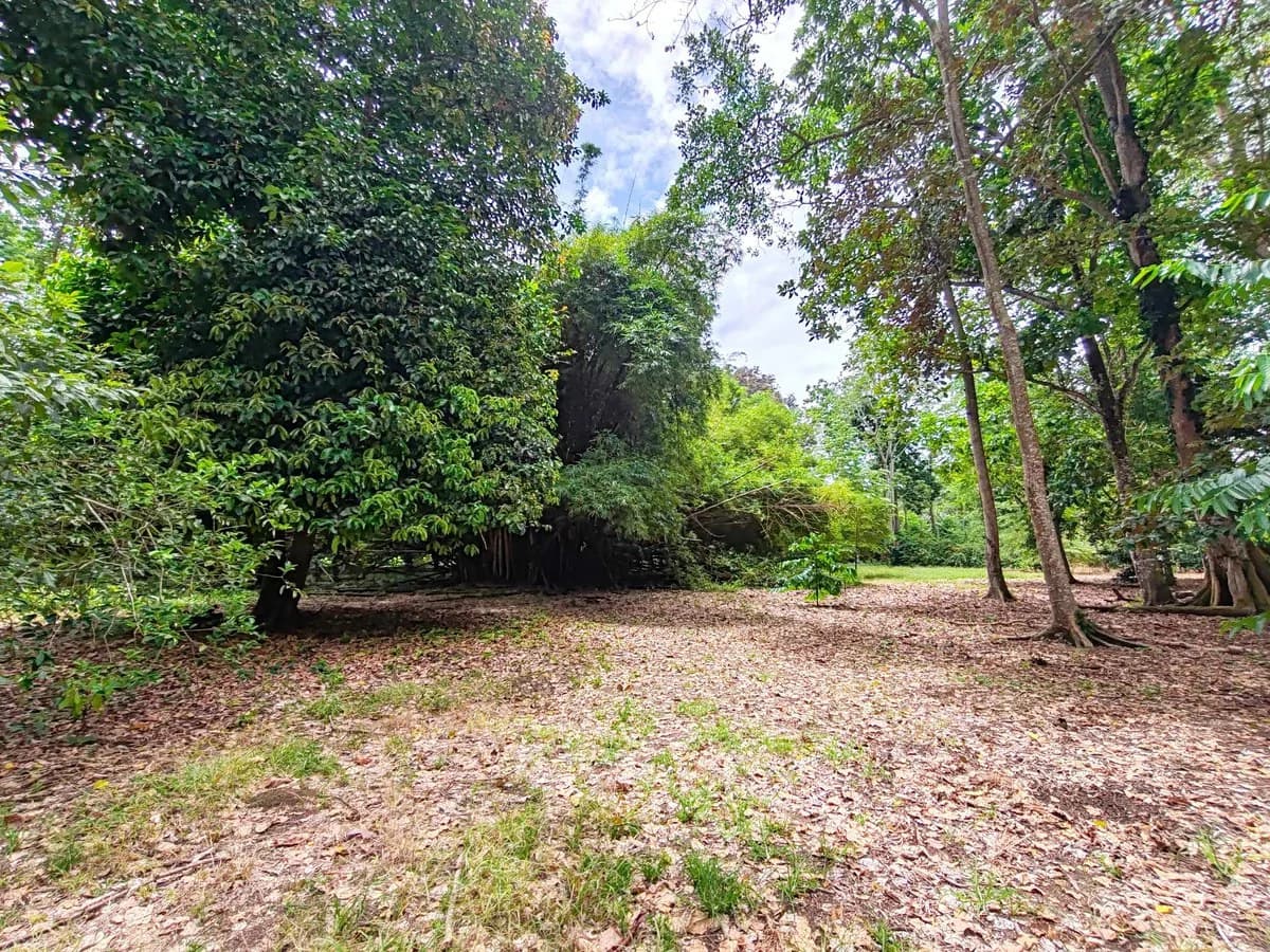 ID 1044: Build Ready Land Between Cahuita National Park and Puerto Viejo - photo 2