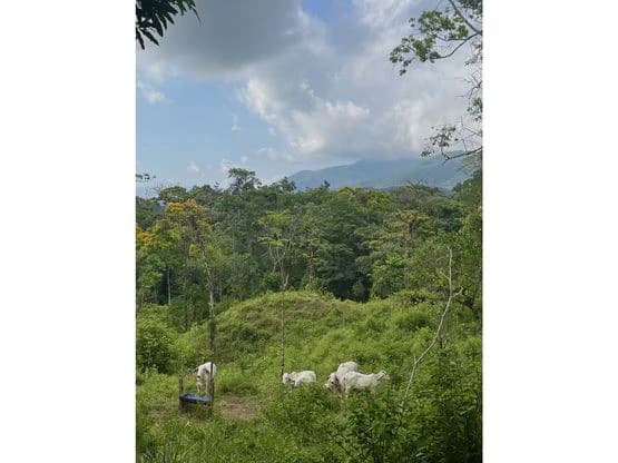 SPECTACULAR ECOLOGICAL MOUNTAIN FARM IN BIJAGUAL DE TURRUBARES - photo 17