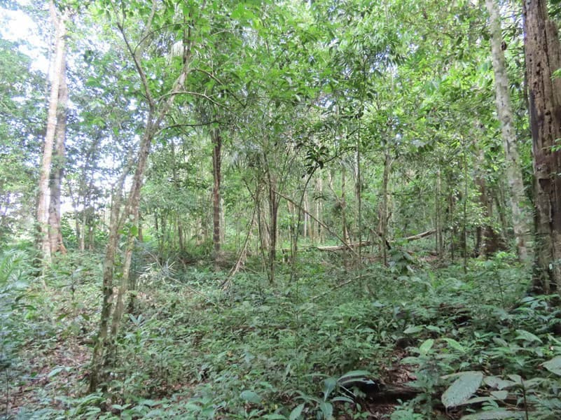 0.25 Acres Lots For Sale in La Amapola, Puerto Jimenez on Highway-245 - photo 9