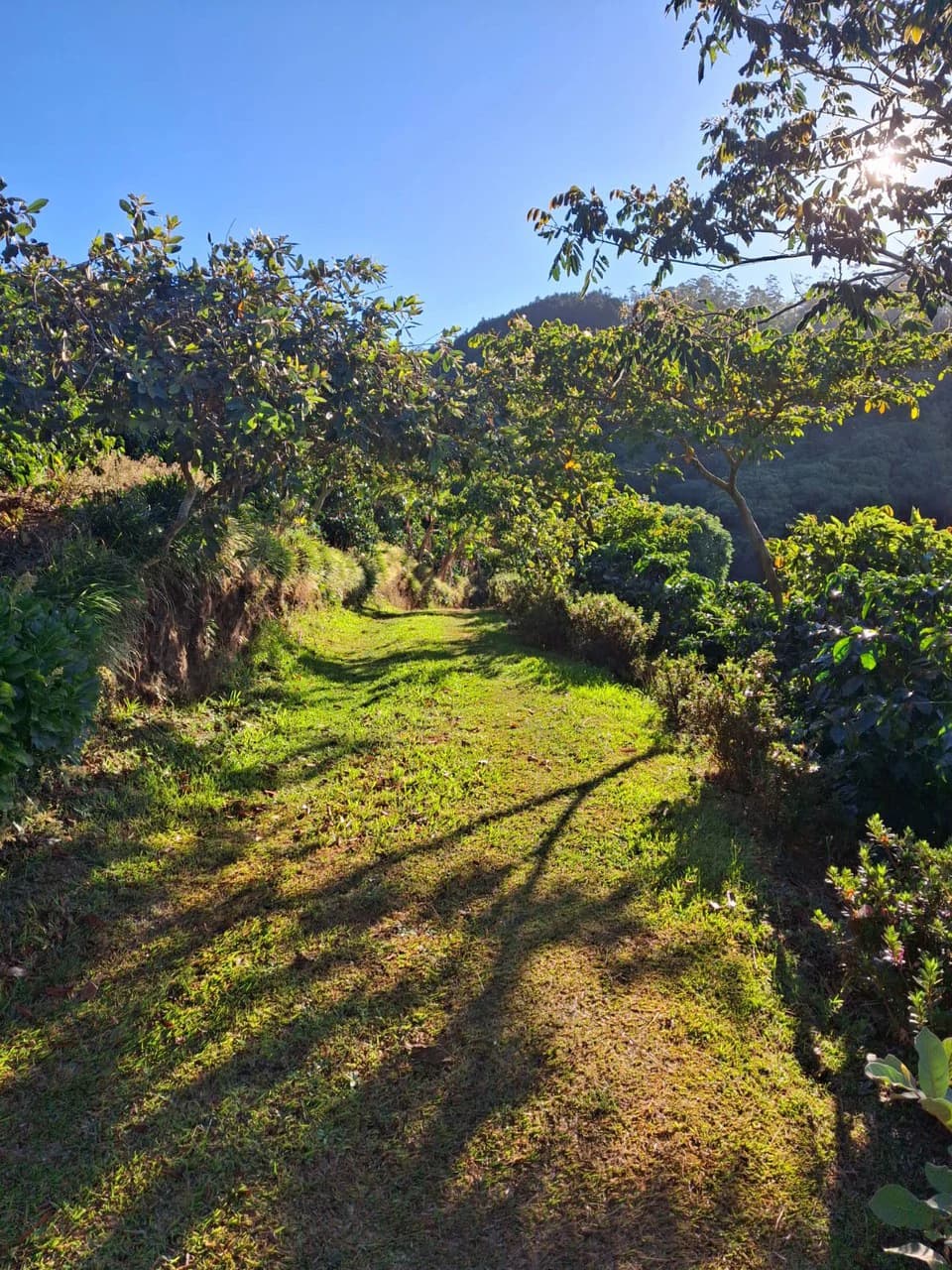 Cafetalero or Developer?: 25,378 m2 with Views of the Central Valley!! - photo 3