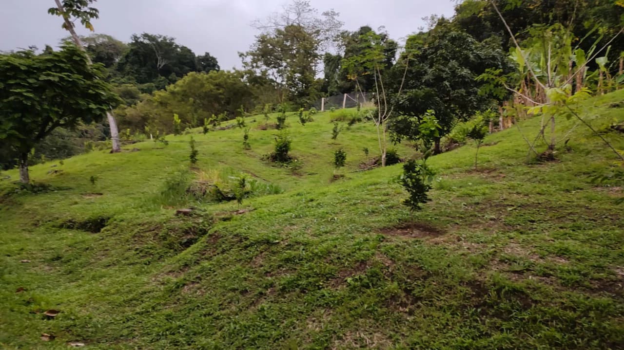Agricultural Farm for Sale in the mountains of Hojancha, Beautiful 25-acre property with floating lake Apartment and Huge main home - photo 18