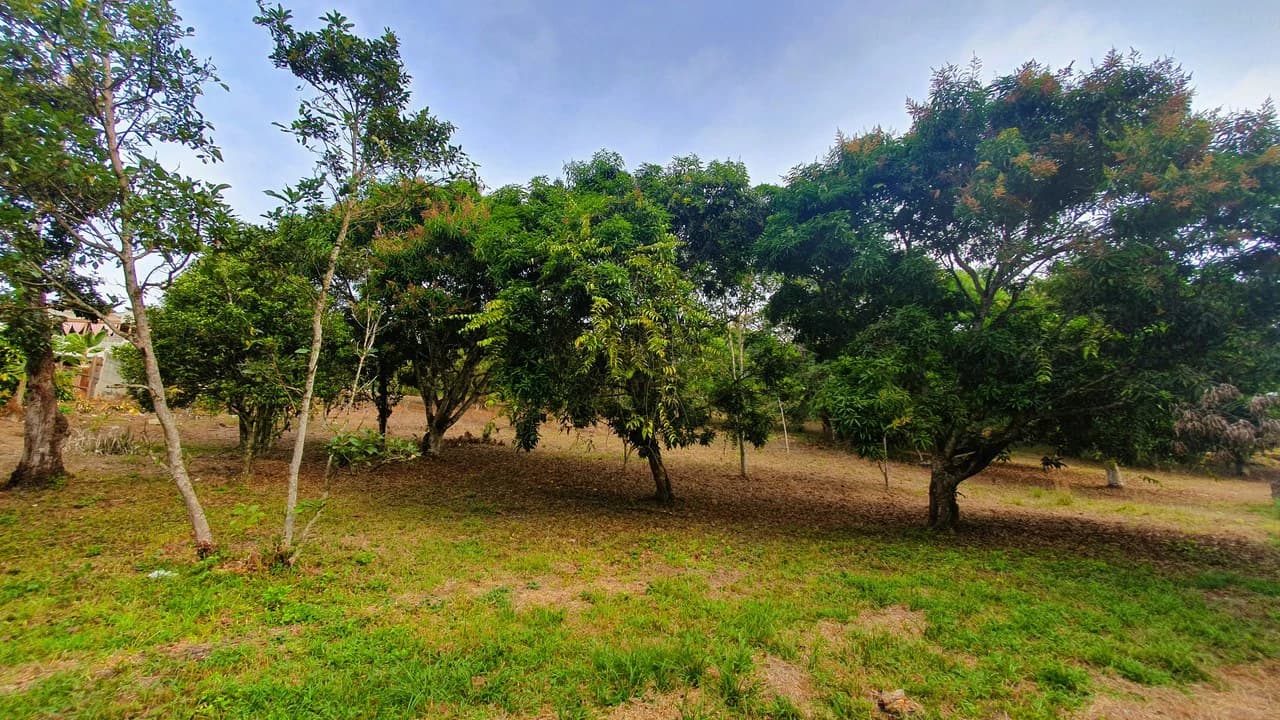 FRUIT TREE PROPERTY FOR SALE: Home Construction Site For Sale in San Isidro del General - photo 17