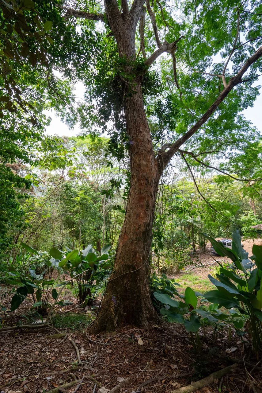 Rare 86-Acre Ocean View Estate Bordering Hacienda Barú – A Unique Opportunity for Conservation and Development - photo 31