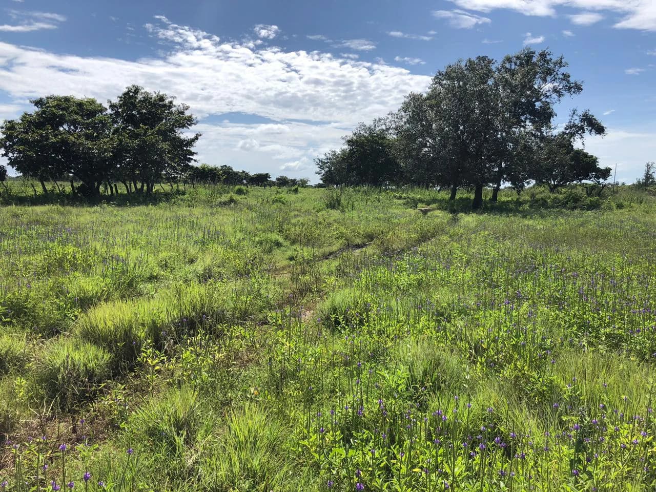 Great investment opportunity, property adjacent to Liberia Airport - photo 8