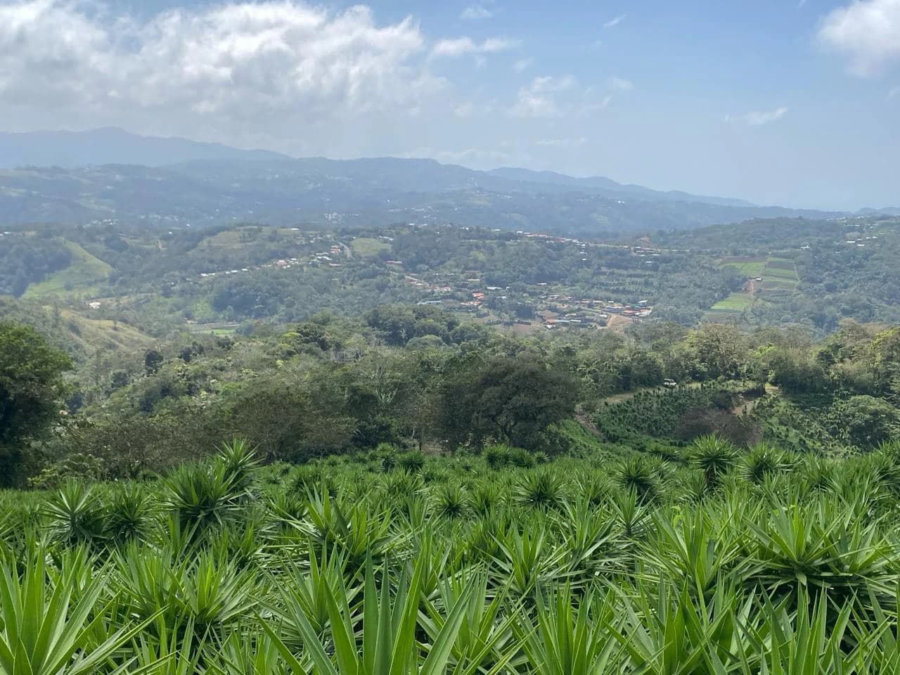 Farm with Exceptional Potential for Sale in San Ramón, Alajuela - photo 7