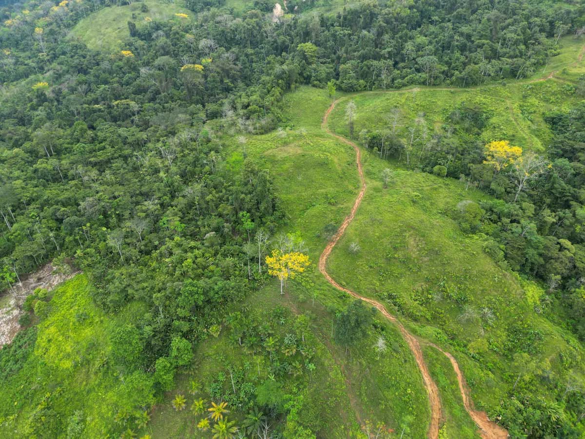 Fire Sale Farm with Ocean View | Piedras Blancas, Osa Peninsula - photo 3