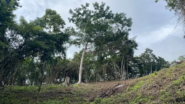Beautiful Property for Sale in the Mountains of San Juanillo – Prime Land with Building Potential Just 10 Minutes from the Ocean - photo 5