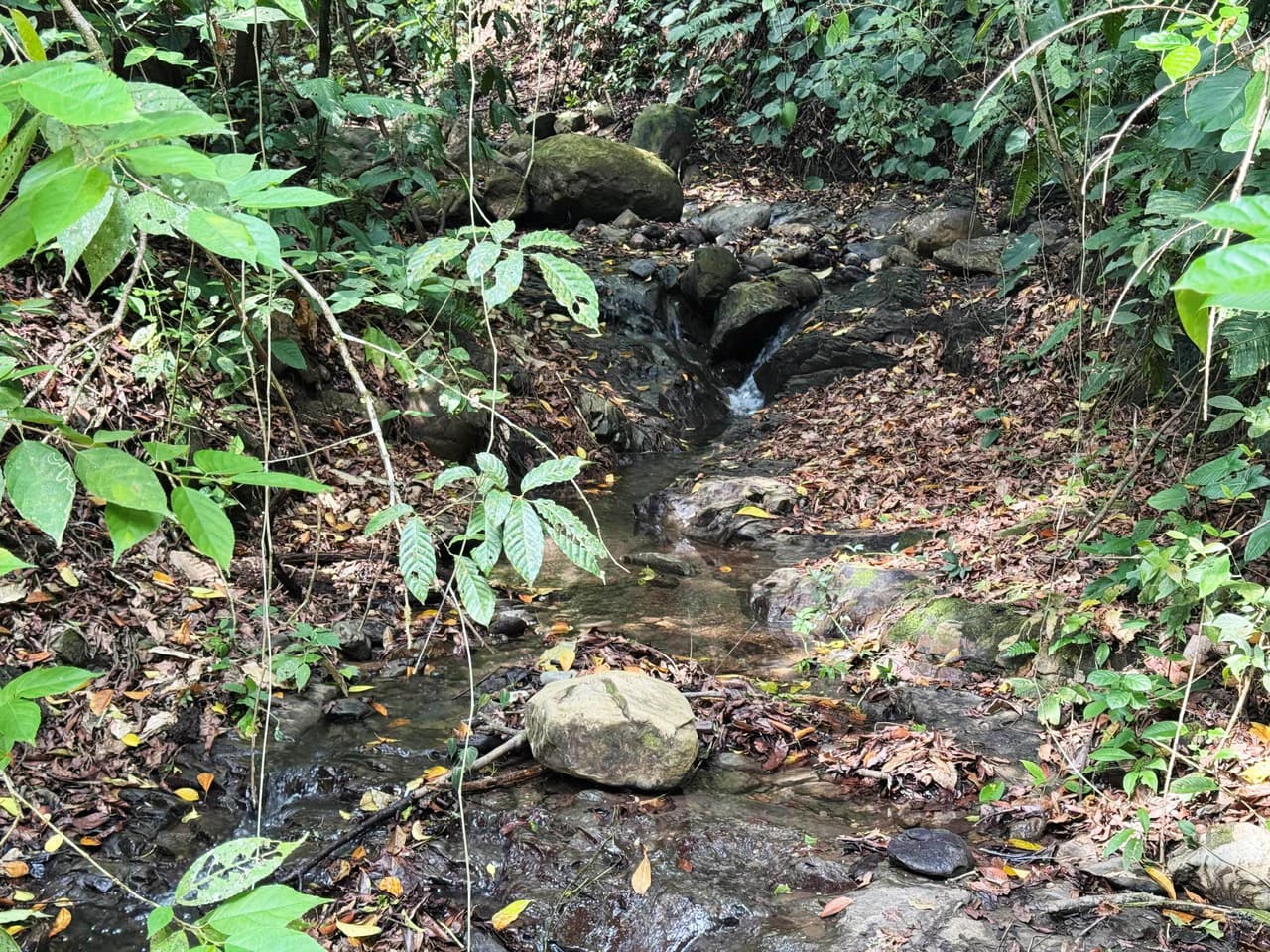 1 Acre Jungle Lot with River in Playa Dominical - photo 11