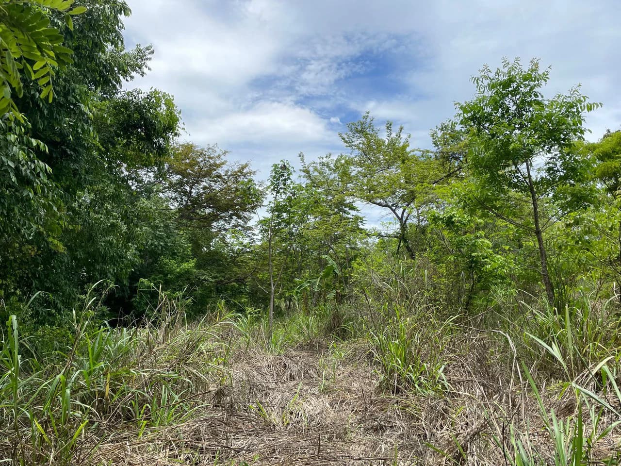 Beautiful private Mango farm and river frontage in Irigaray, 15 minutes from Liberia - photo 3