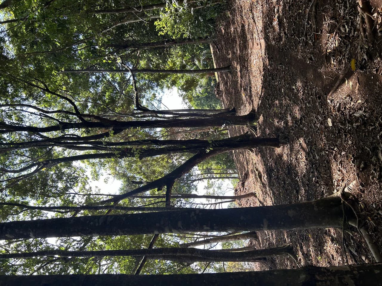 Cabo Matapalo: 3.8 Acre Ocean View Lot In Peninsula De Osa, Golfo Dulce - photo 41