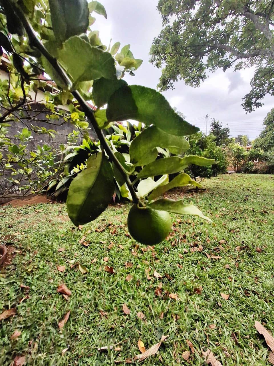 Casa Convenience: Grecia Garden Home on Large Lot + Rental Apartment! - photo 4