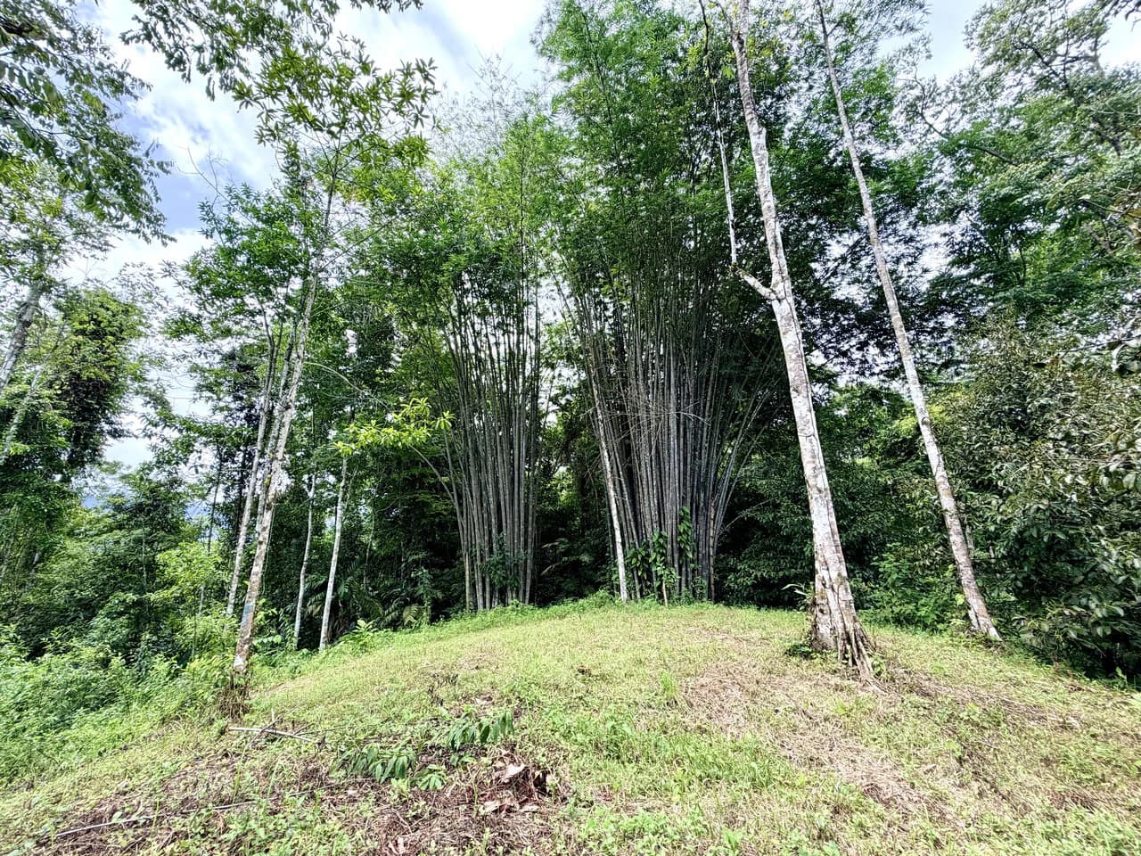 Uvita Development Farm - 40.47 Acres Estate - photo 8