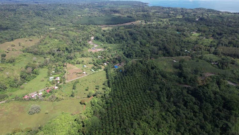 Palm Farm with Ocean View, Ideal for Ecotourism or Residential Development - photo 33
