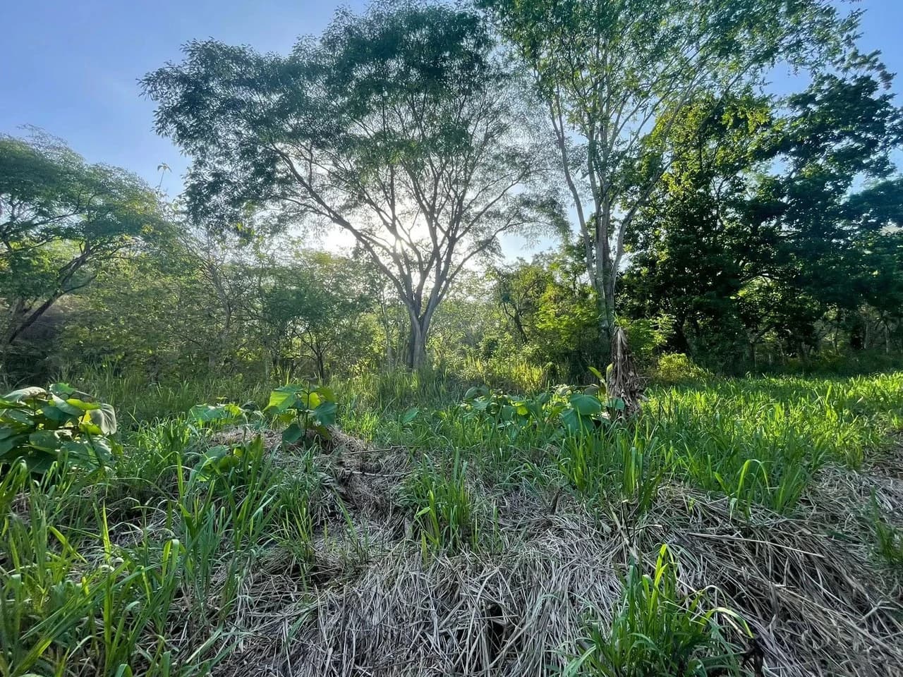 1,000 m² (0.25 acres) BEACHSIDE LOT. $75,000 USD Lot for Sale in Playa Órganos, Costa Rica - photo 4