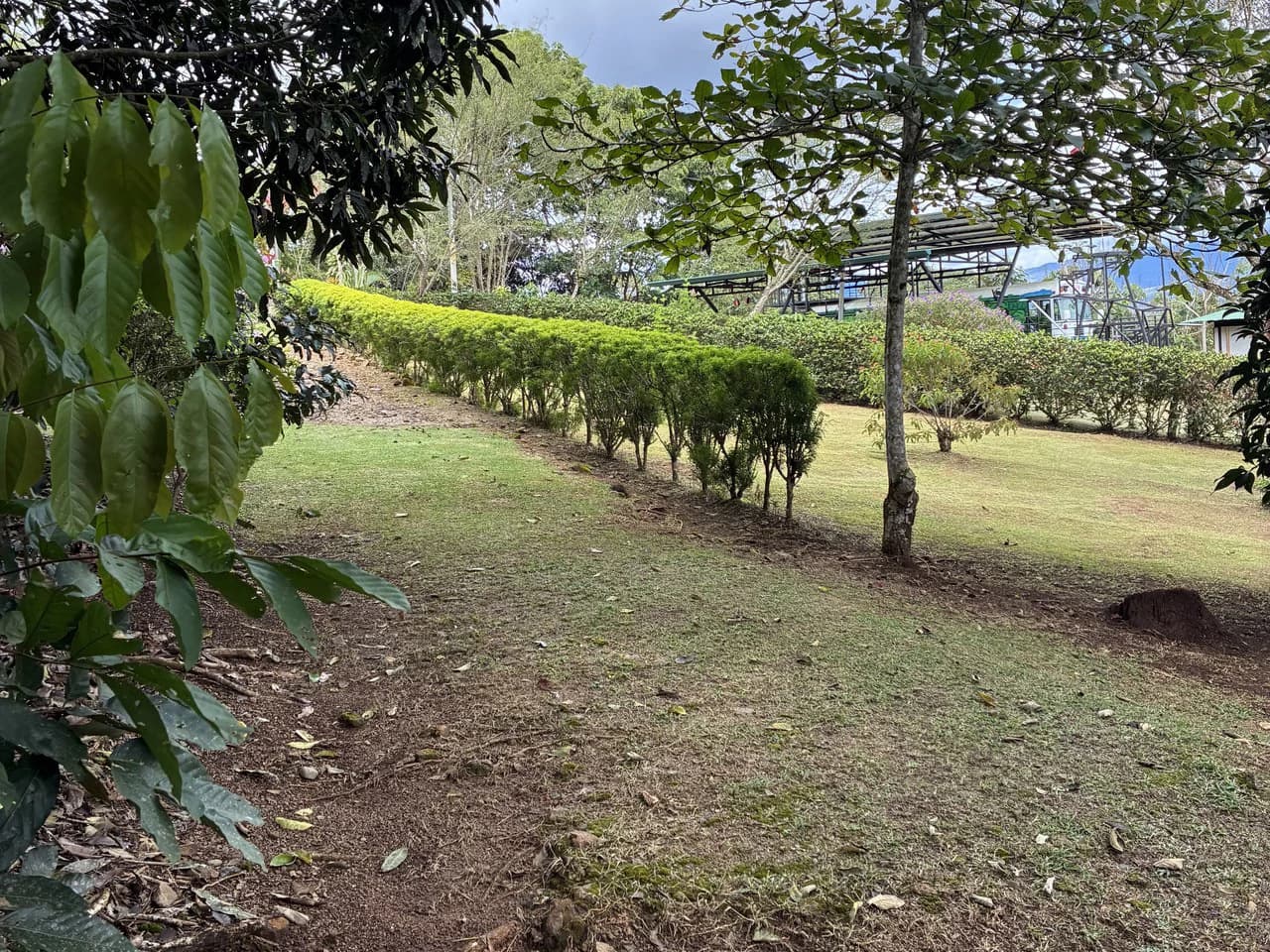 Building Lot 2O minutes from San Isidro with Fruit Trees and Views - photo 4