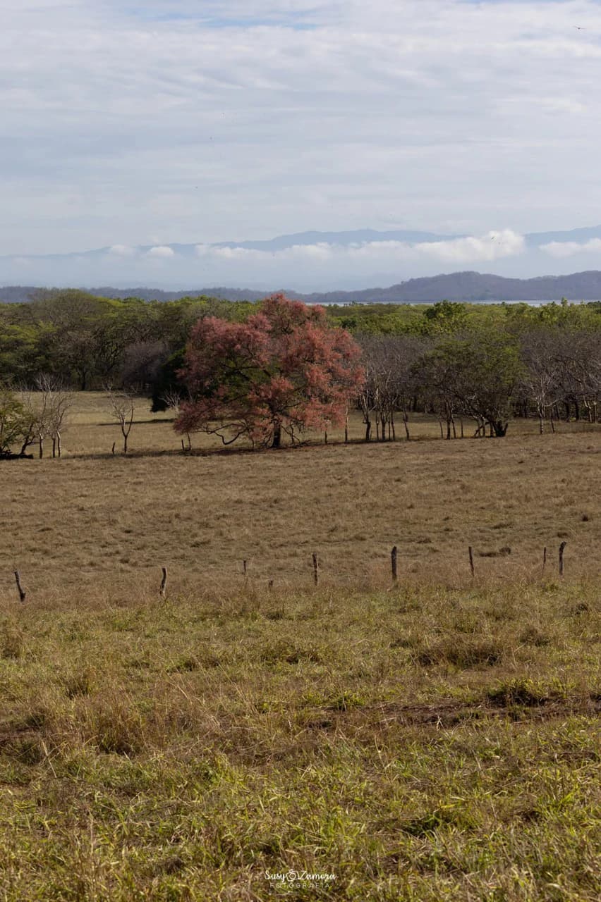 Land for Sale Lepanto Puntarenas overlooking the Gulf Costa Rica - photo 11