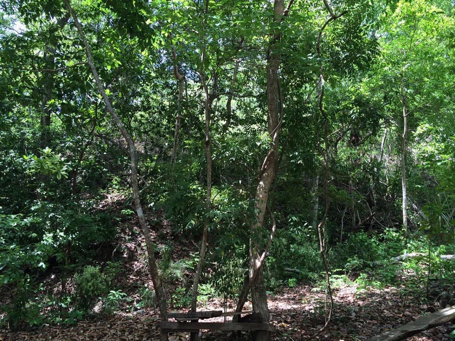 GRAN OPORTUNIDAD: GREAT OPPORTUNITY. Property of 48.3 hectares adjacent to the Hotel Riu - photo 14