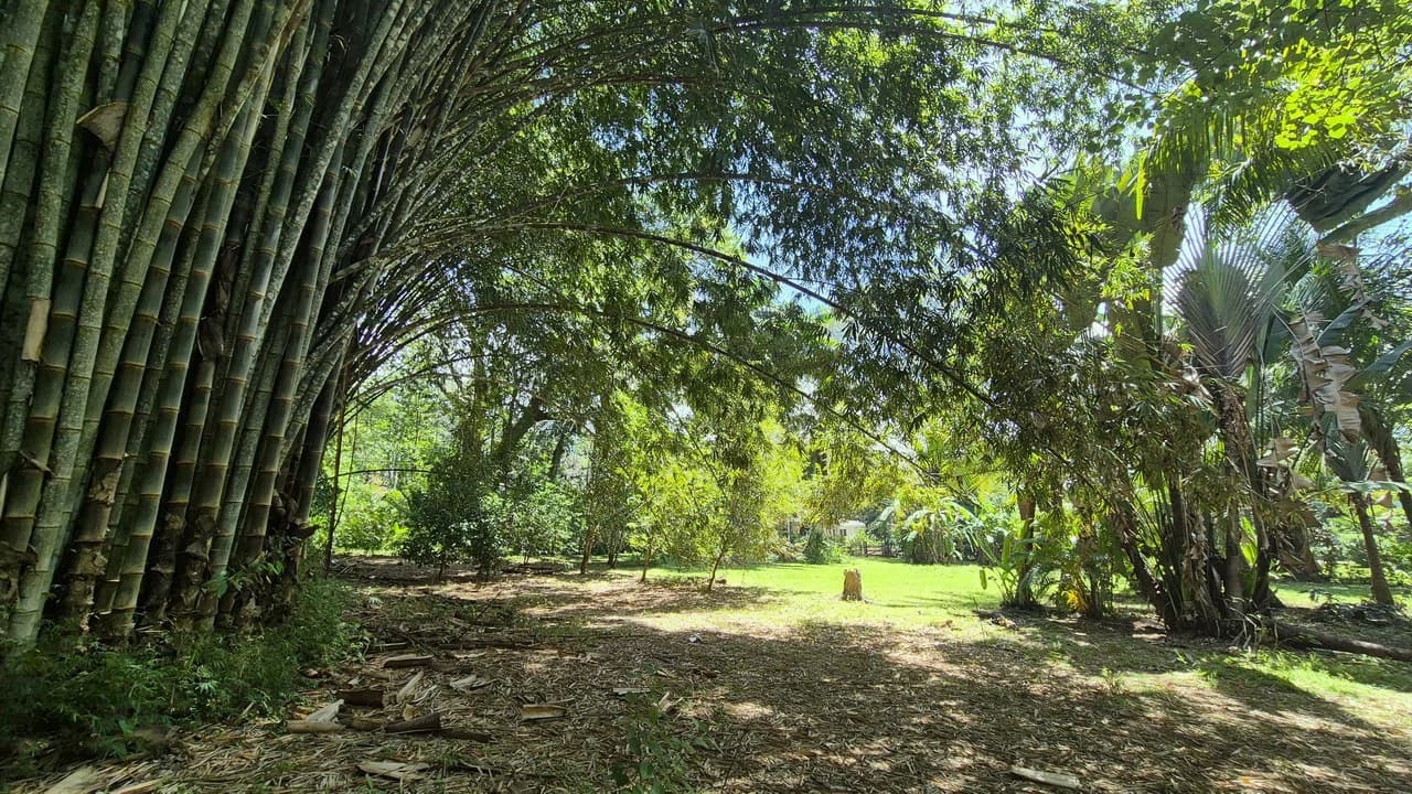 Dream Beachfront Property at Ballena Beach in Uvita, Costa Rica - photo 16