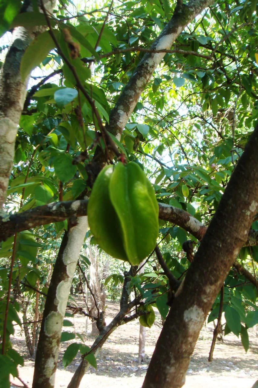 Finca Wellness: Live the Pura Vida Dream – Nature, Privacy & Pacific Beaches - photo 10