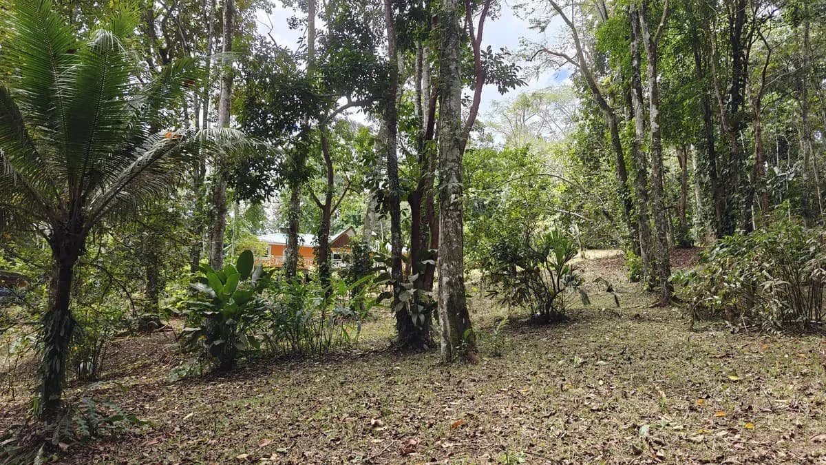 ID 1055: Elevated Jungle Residence on Expansive Riverfront Jungle Land - photo 19