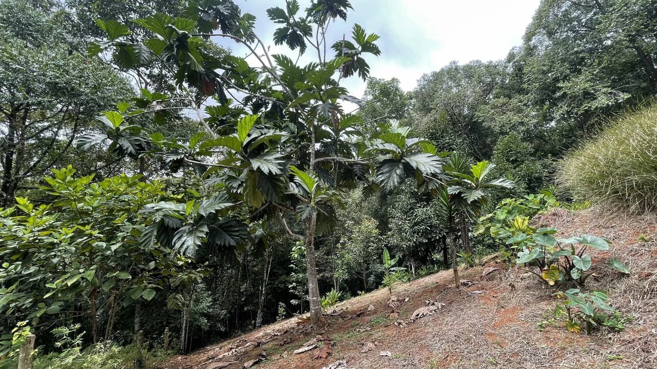 HALF ACRE LOT IN PLATANILLO, MINUTES TO THE BEACH OF DOMINICAL - photo 6