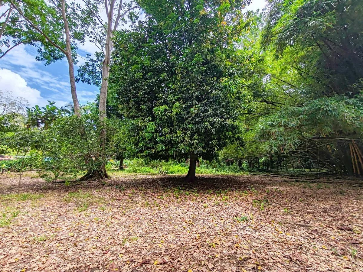 ID 1044: Build Ready Land Between Cahuita National Park and Puerto Viejo - photo 4