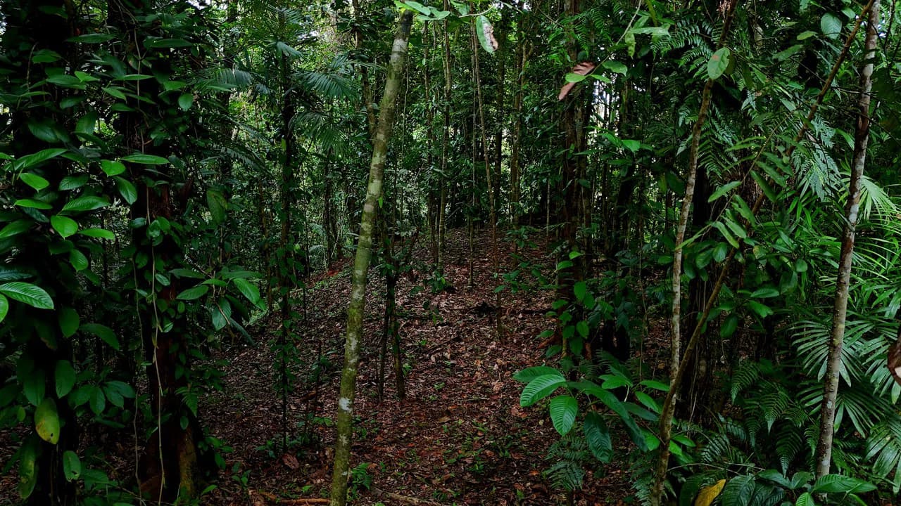 3.75-Acre Jungle Lot with Creek in Ventanas de Osa, Puntarenas - photo 10