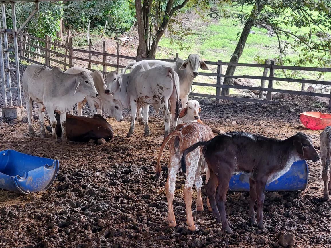 HACIENDA LOMBARDIA : Fully Operating Livestock Business - photo 19