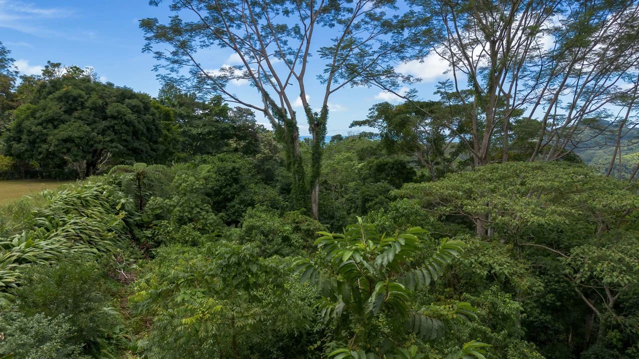 Build-Ready Ocean View Land with Guest House & Fruit Orchard | Tres Rios, Costa Rica - photo 12