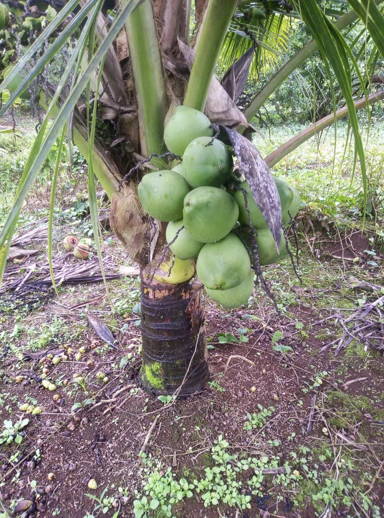 Agricultural farmland for sale in Aguas Claras, Alajuela, 1 house and many fruit trees - photo 7