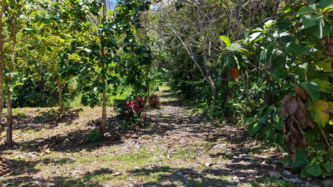 Near the Coast Home Construction Site For Sale in Ciudad Cortés - photo 8
