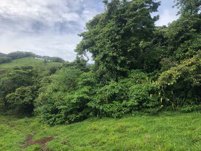 Warm Spring Mountain Property in a tropical landscape and antique wooden house, 50 minutes from Liberia city - photo 18