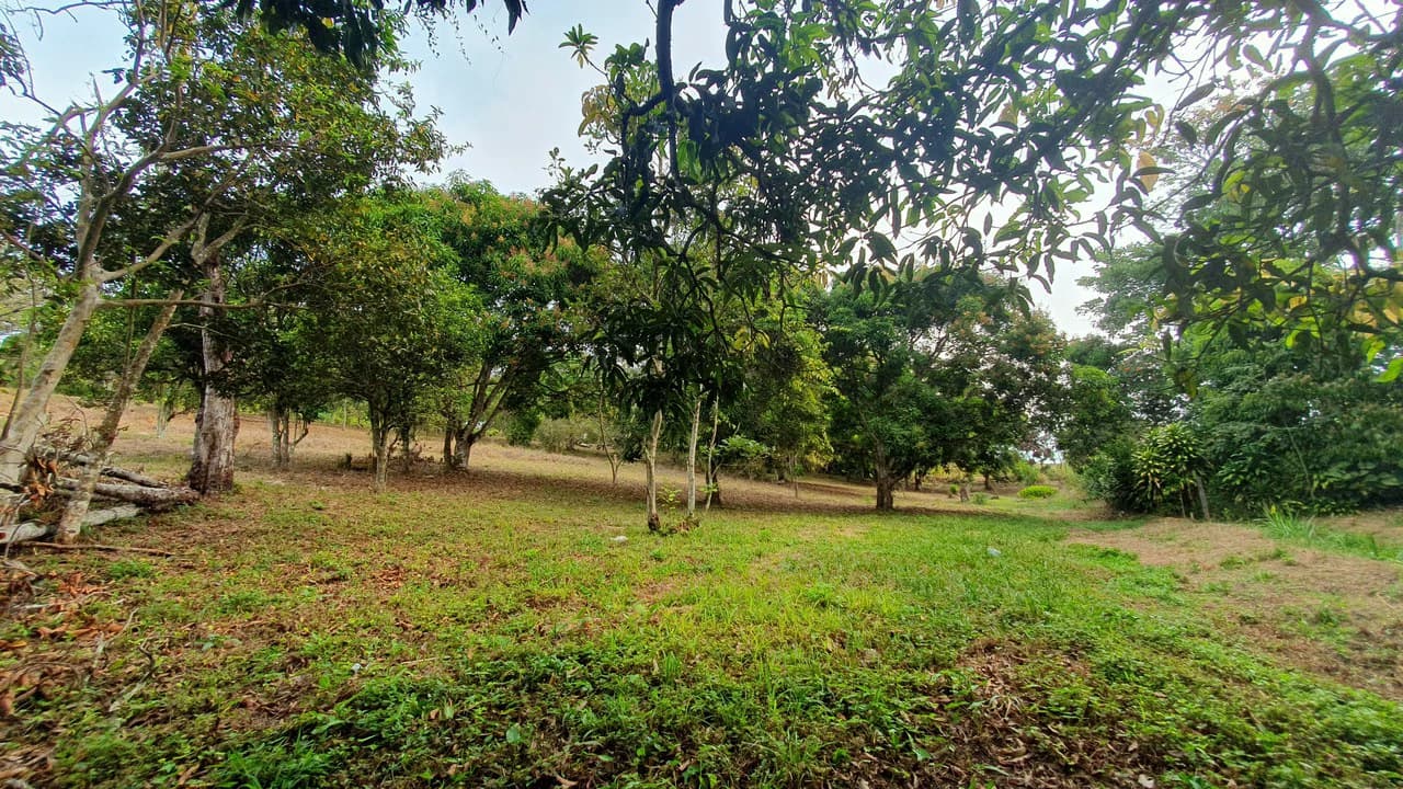 FRUIT TREE PROPERTY FOR SALE: Home Construction Site For Sale in San Isidro del General - photo 16