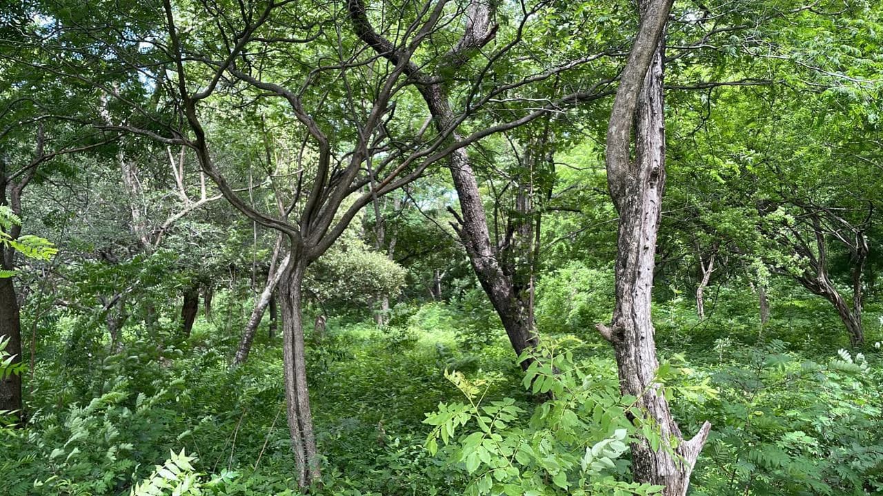 Beachfront Private Titled Property for sale close to La Cruz, beautiful nature land, ready to build