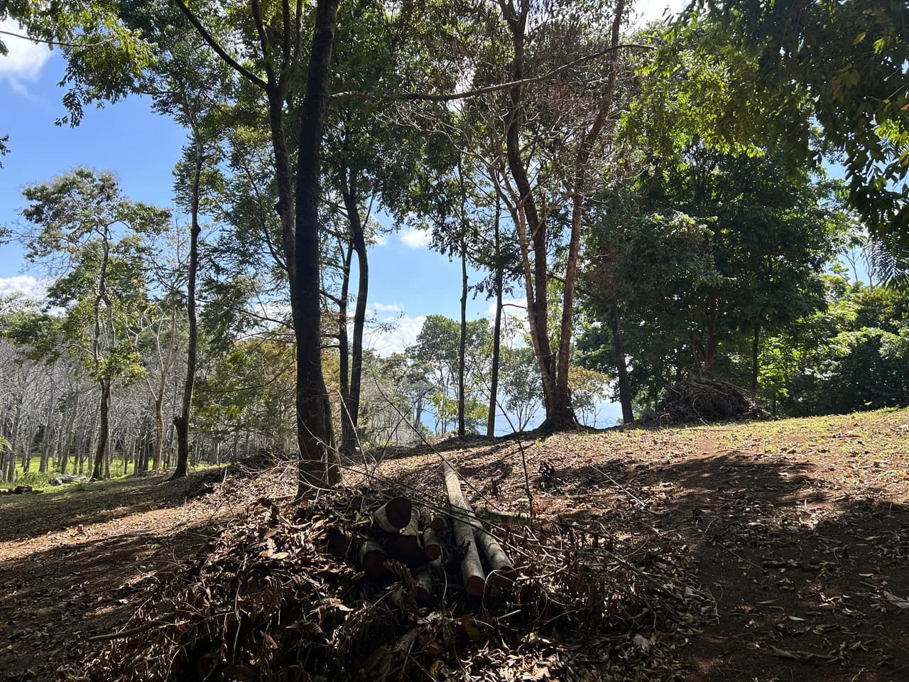 Cabo Matapalo: 3.8 Acre Ocean View Lot In Peninsula De Osa, Golfo Dulce - photo 17