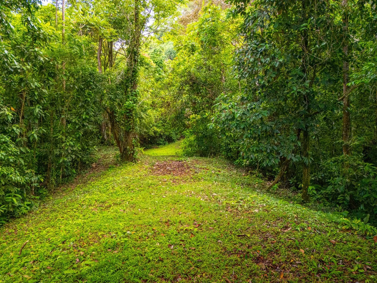 Tropical Paradise in Cascada Sándalo, Tres Ríos Ocean & Mountain Views | Gated Community | Abundant Nature - photo 15