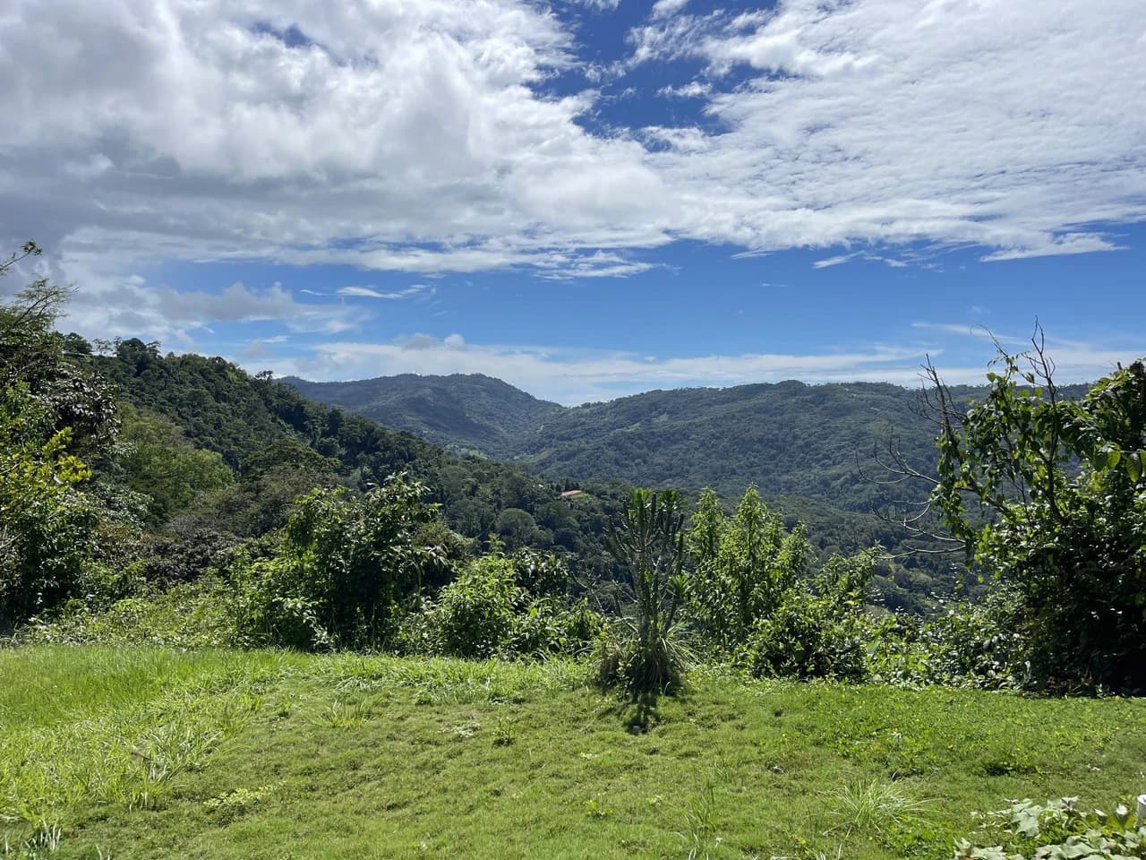 5.2 ACRES – 2 Bedroom Home With 60 Ft Infinity Lap Pool, 1 Bedroom Guest House, Fabulous Ocean View, Mature Fruit Trees!!! - photo 23