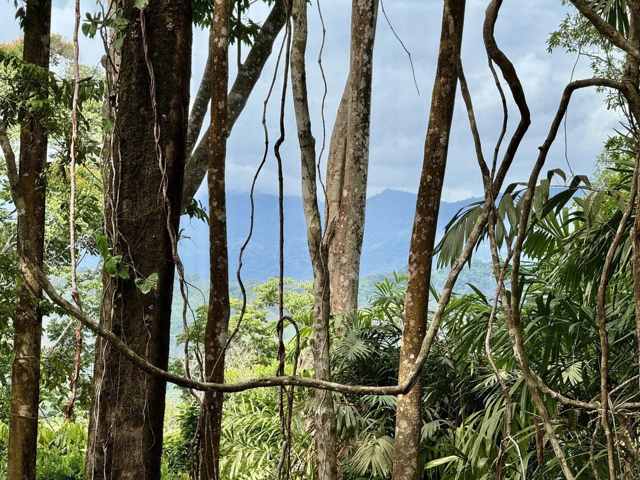 5.11 ACRES – Ocean And Mountain View Estate Property, Several Flat Buildable Areas, Legal ASADA Water!!! - photo 8