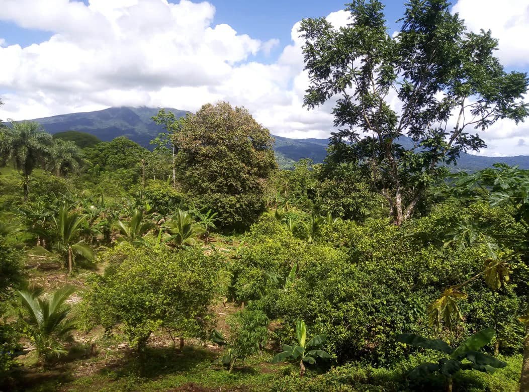 Agricultural farmland for sale in Aguas Claras, Alajuela, 1 house and many fruit trees - photo 9