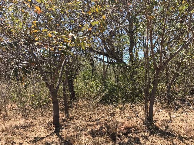 Huge terrain for sale in Guardia close to the International Airport of Liberia - photo 29