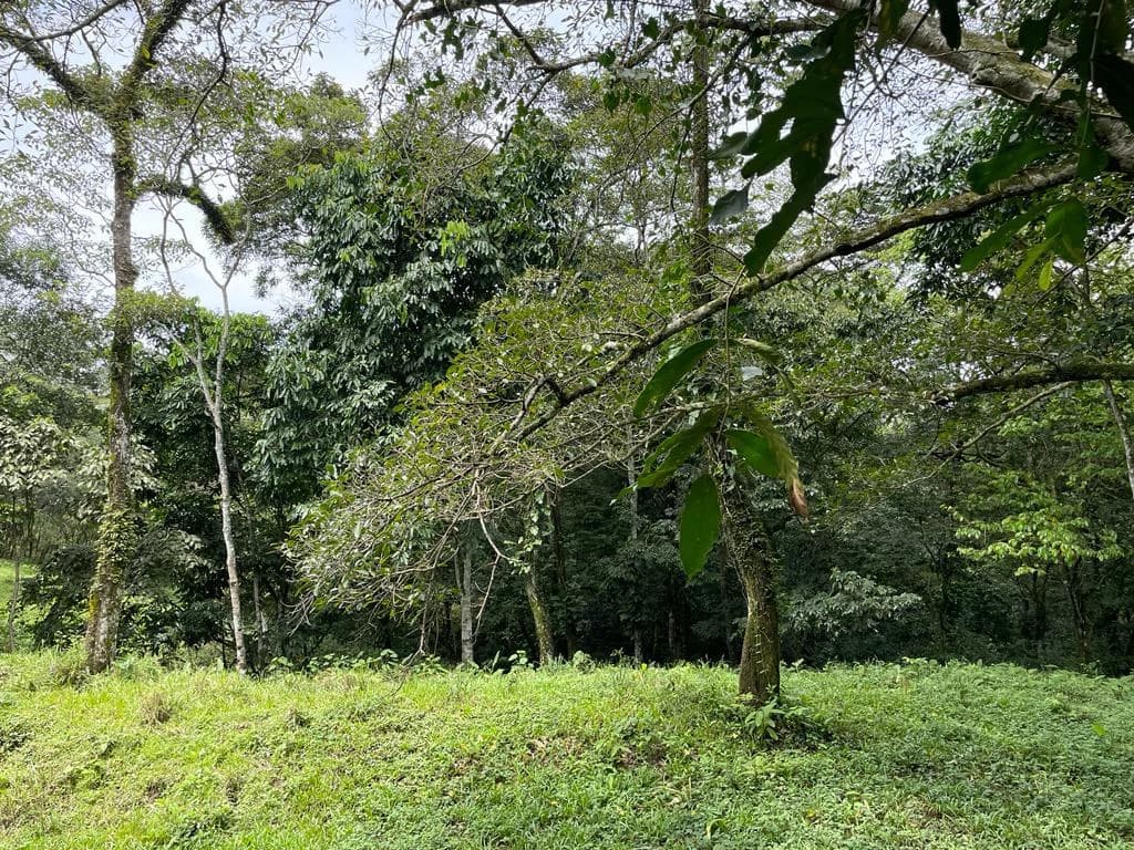 Farm for sale Puriscal Close to Universidad para la Paz Costa Rica - photo 3