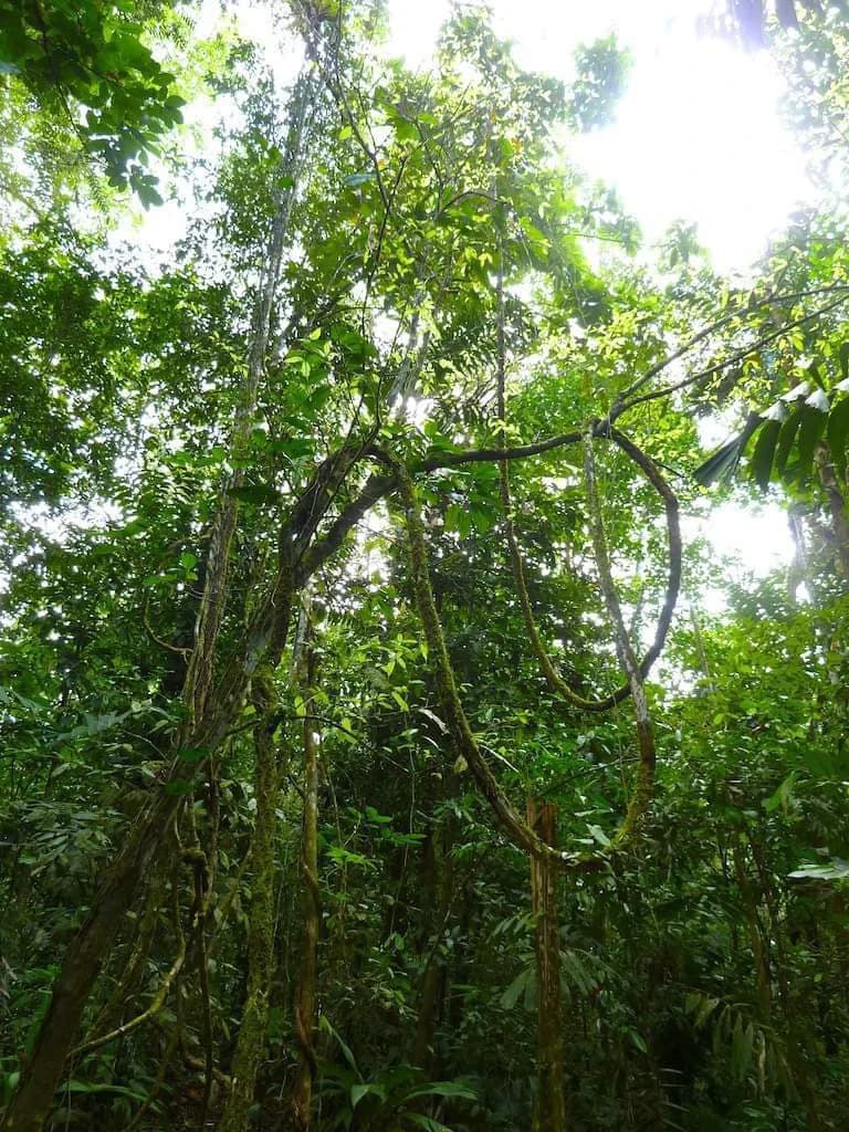 173-Acres of Nature Reserve with Spectacular Primary Forest & Golfo Dulce Views - photo 10