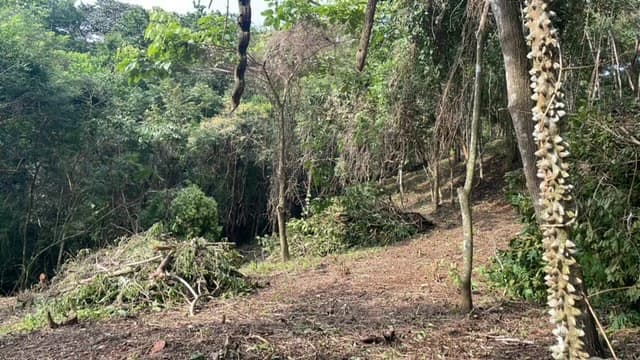 Beautiful Property for Sale in the Mountains of San Juanillo – Prime Land with Building Potential Just 10 Minutes from the Ocean - photo 10