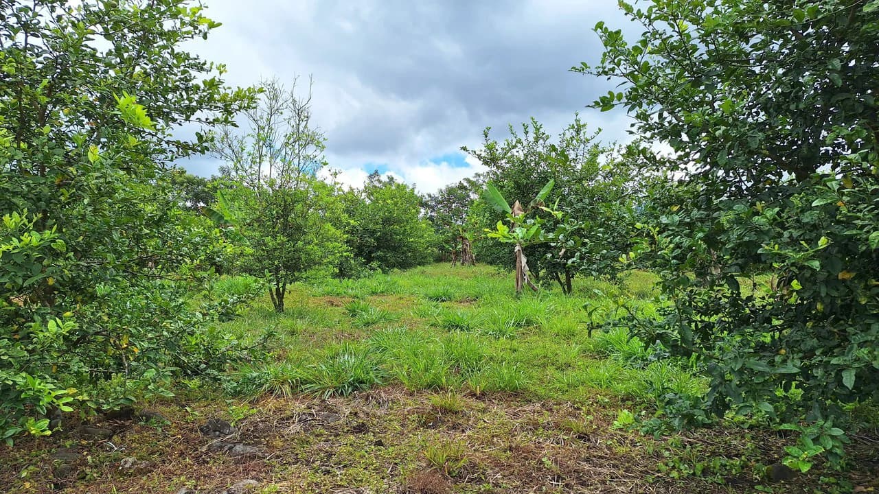 Se vende lote agrícola, en Cajón, Perez Zeledon.: Mountain Home Construction Site For Sale in Cajón - photo 6
