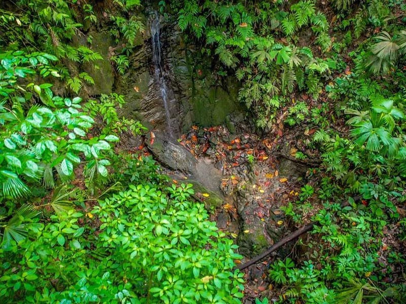 Golfo Dulce Waterfall Jungle Farm | A Nature Lover's Dream Come True - photo 6