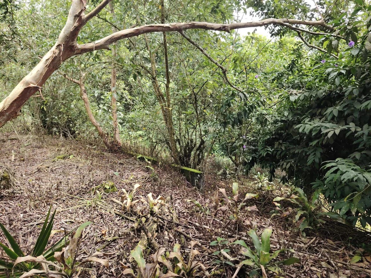 Home Construction Site For Sale in General Viejo - photo 6