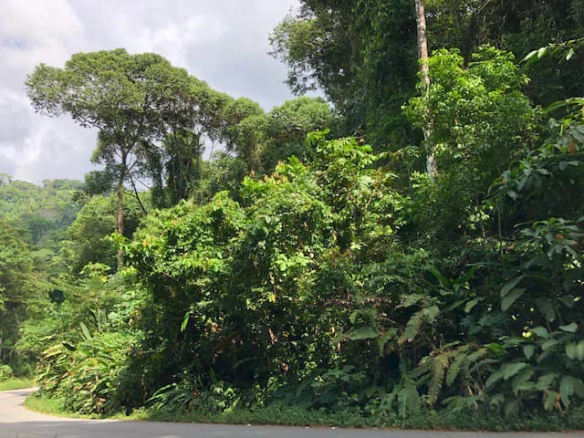 6.5 ACRES – Space To Grow, Build & Thrive, Close To The Beach & Commercial Potential Road Frontage!!!!!: Mountain and Countryside Development Parcel For Sale in Platanillo de Dominical - photo 7