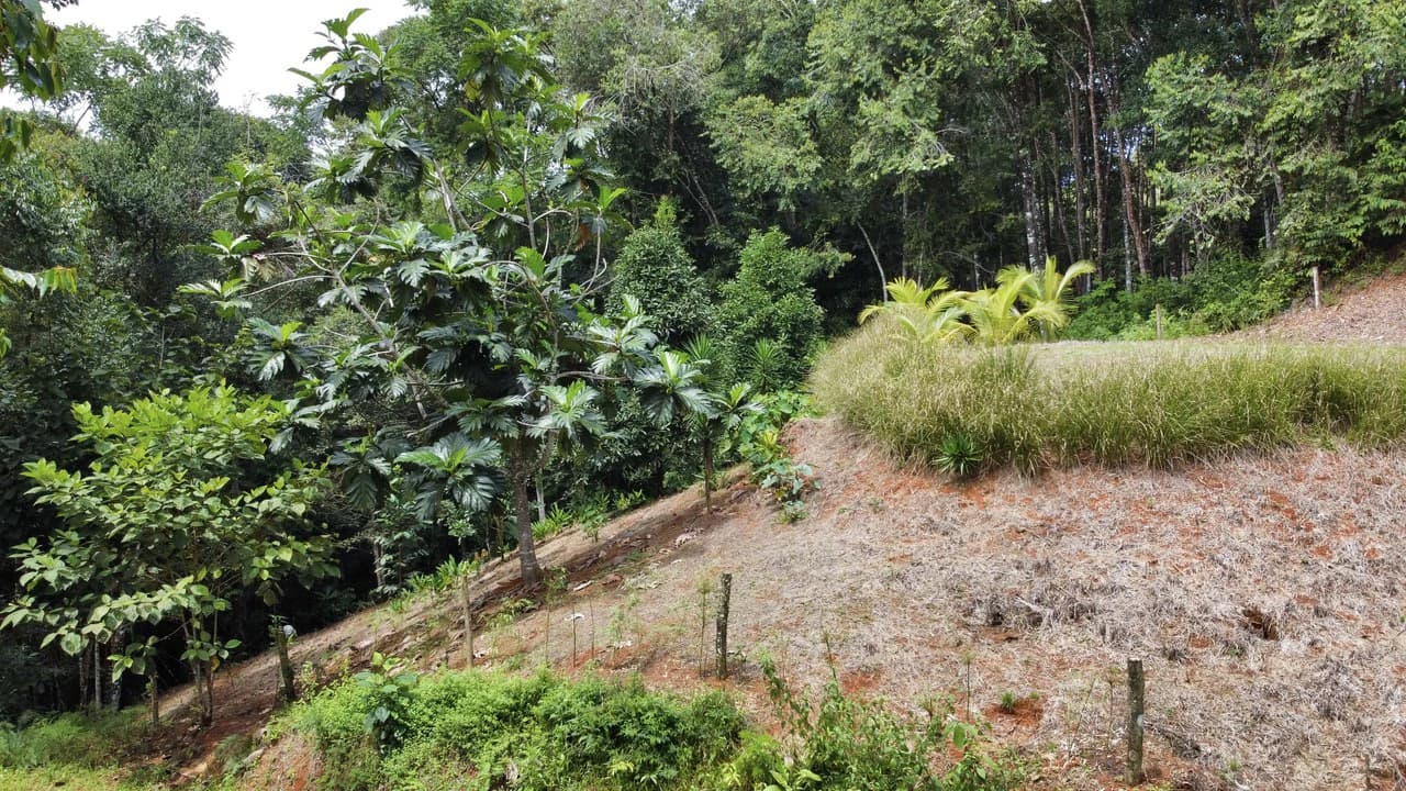 HALF ACRE LOT IN PLATANILLO, MINUTES TO THE BEACH OF DOMINICAL - photo 7