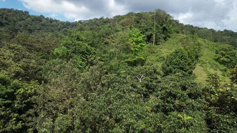 Ocean View & Primary forest 55-ha Rincon de Osa - photo 7